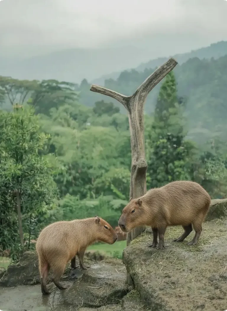 3 - capivara